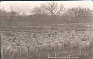 Standard_Yards--Sheep